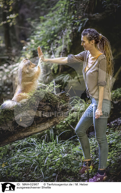 ausgewachsener Sheltie / MAH-02967