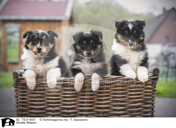 Sheltie Welpen / Shetland Sheepdog Puppies / TS-01605