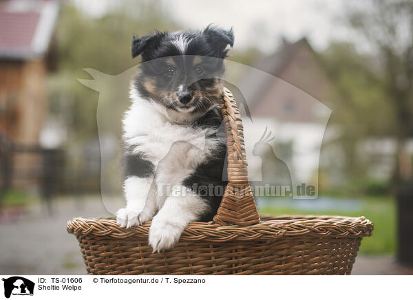 Sheltie Welpe / Shetland Sheepdog Puppy / TS-01606