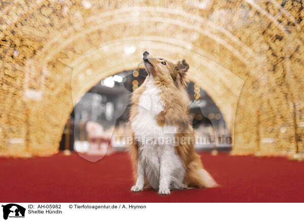 Sheltie Hndin / AH-05982
