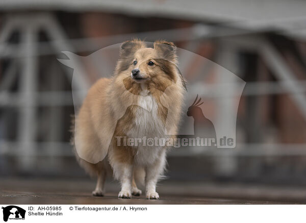 Sheltie Hndin / AH-05985