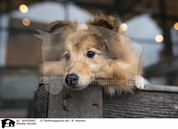 Sheltie Hndin / female Sheltie / AH-05987