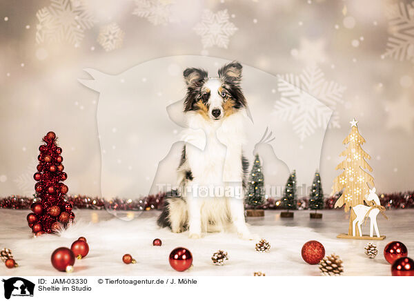 Sheltie im Studio / Sheltie in studio / JAM-03330