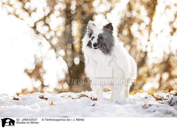 Sheltie im Winter / JAM-03537