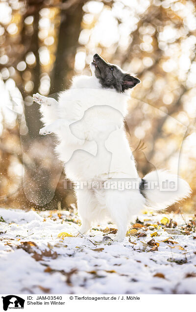 Sheltie im Winter / Sheltie in winter / JAM-03540