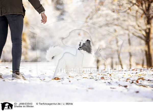 Sheltie im Winter / JAM-03543