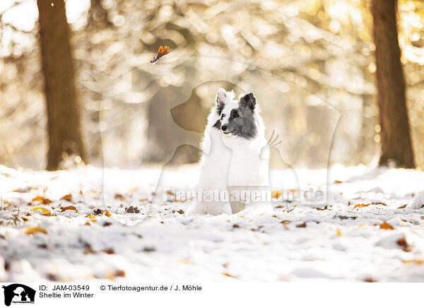 Sheltie im Winter / JAM-03549