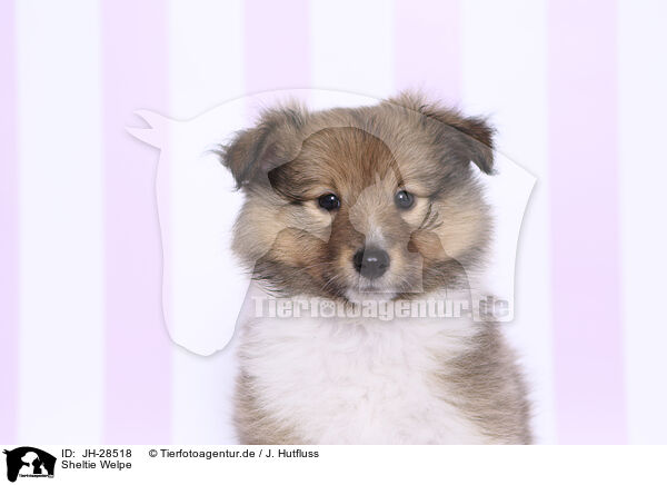 Sheltie Welpe / JH-28518