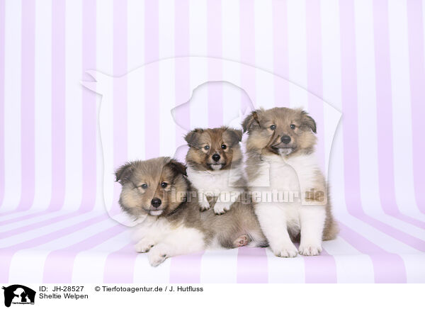 Sheltie Welpen / Sheltie Puppies / JH-28527