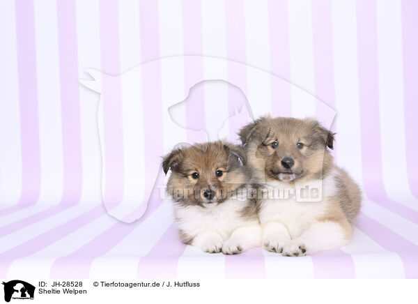 Sheltie Welpen / Sheltie Puppies / JH-28528