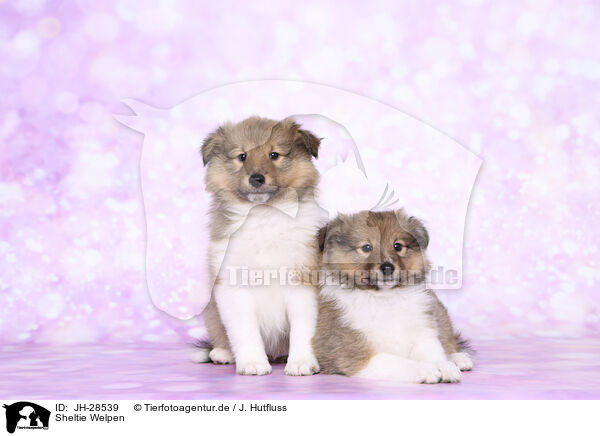 Sheltie Welpen / Sheltie Puppies / JH-28539