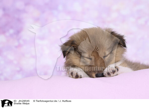 Sheltie Welpe / Sheltie Puppy / JH-28545