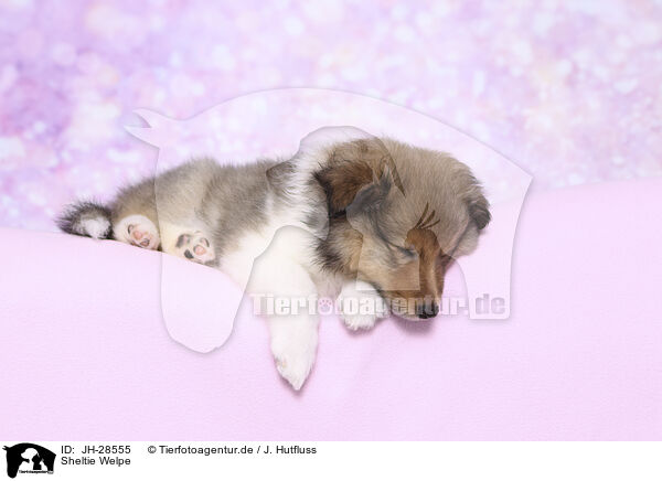 Sheltie Welpe / Sheltie Puppy / JH-28555