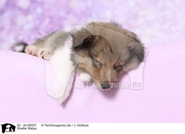Sheltie Welpe / Sheltie Puppy / JH-28557