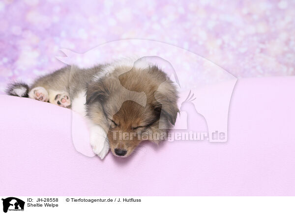 Sheltie Welpe / Sheltie Puppy / JH-28558