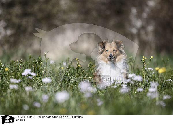 Sheltie / JH-30959