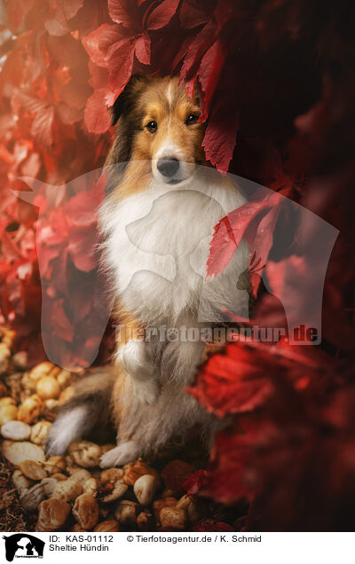 Sheltie Hndin / KAS-01112