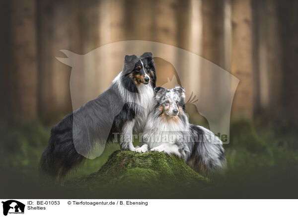 Shelties / Shelties / BE-01053