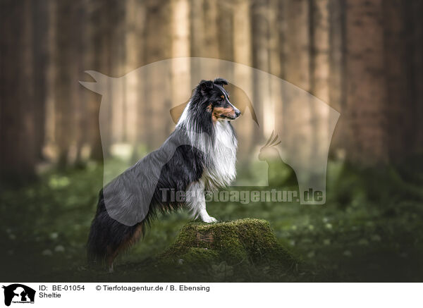Sheltie / Sheltie / BE-01054