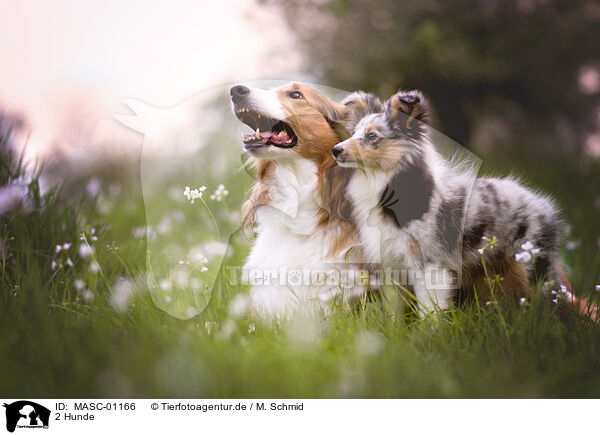 2 Hunde / 2 dogs / MASC-01166