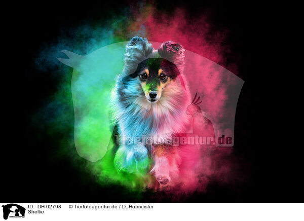 Sheltie / DH-02798