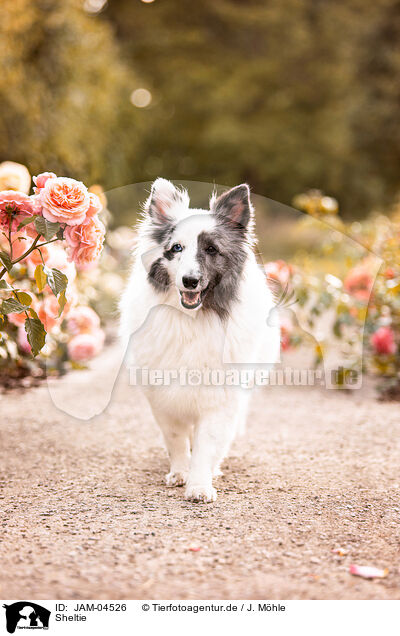 Sheltie / JAM-04526