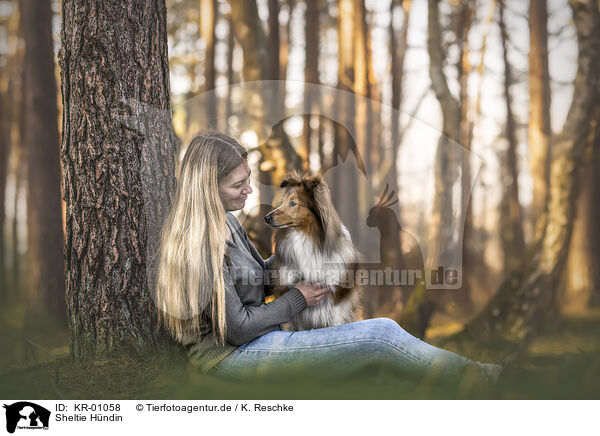 Sheltie H�ndin / female Sheltie / KR-01058