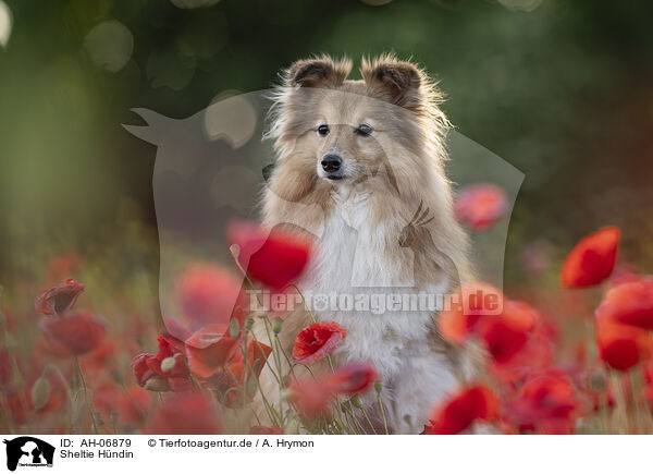 Sheltie Hndin / AH-06879