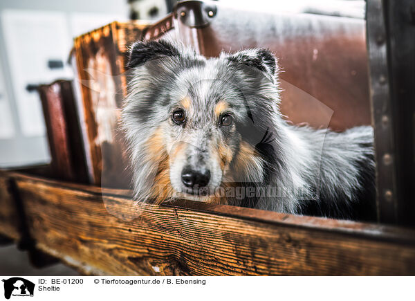 Sheltie / BE-01200