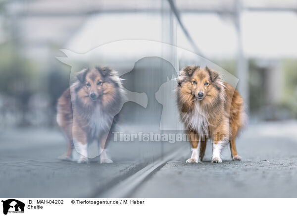 Sheltie / Sheltie / MAH-04202