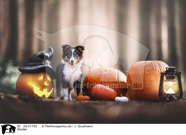 Sheltie / JQ-01793