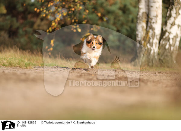 Sheltie / KB-12832
