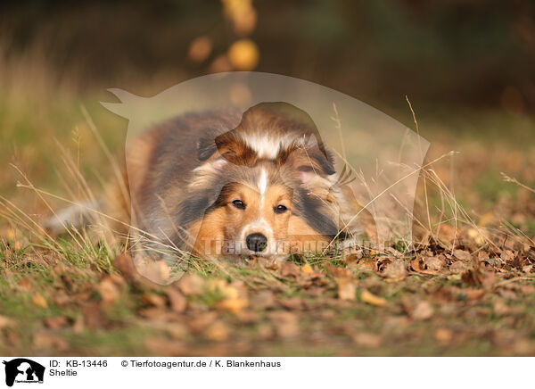 Sheltie / Sheltie / KB-13446