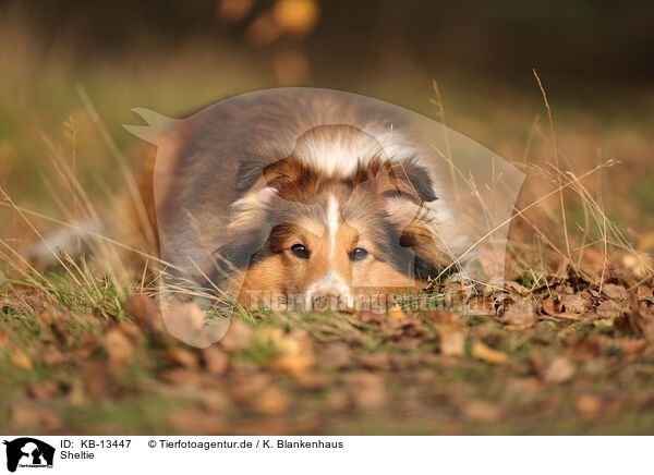 Sheltie / KB-13447