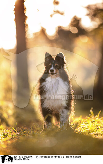 Sheltie Rde / male Sheltie / SIB-03279