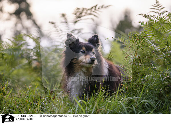 Sheltie Rde / male Sheltie / SIB-03289