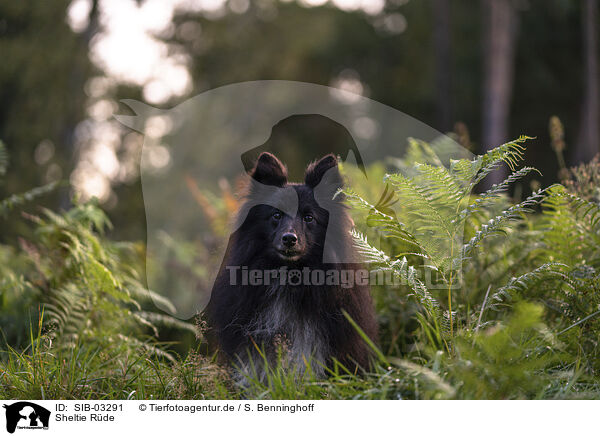 Sheltie Rde / male Sheltie / SIB-03291