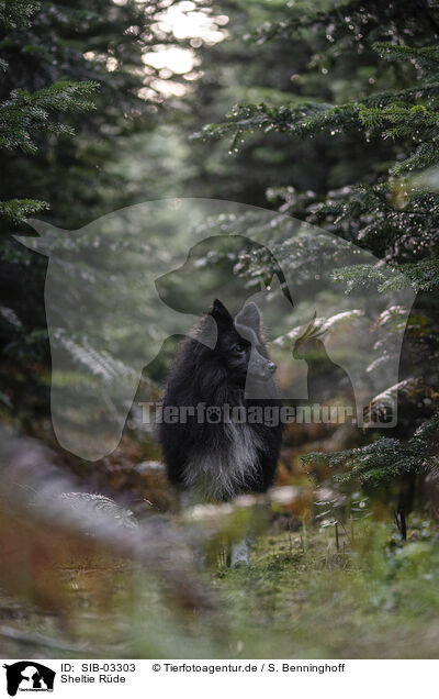 Sheltie Rde / male Sheltie / SIB-03303