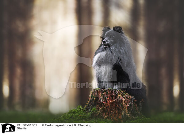 Sheltie / Sheltie / BE-01301