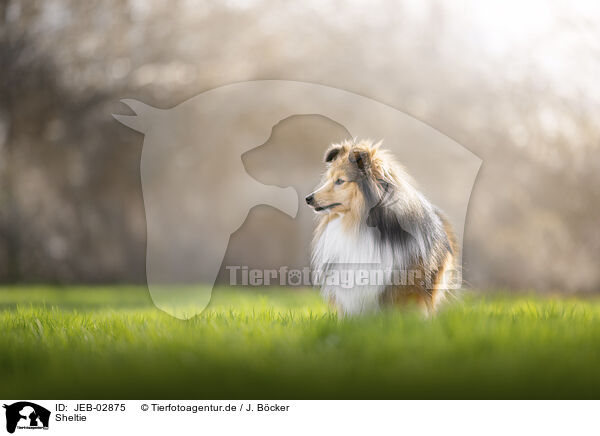 Sheltie / JEB-02875