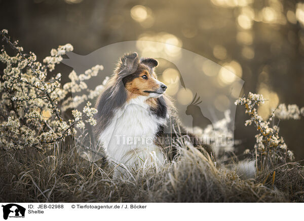 Sheltie / Sheltie / JEB-02988