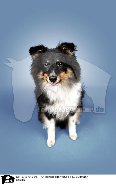 Sheltie / SAB-01086