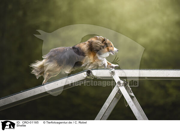 Sheltie / Sheltie / CRO-01185