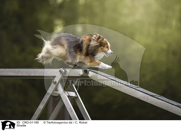 Sheltie / CRO-01186