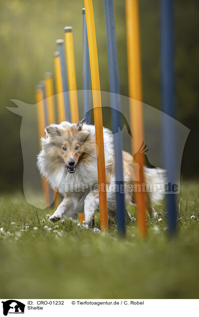 Sheltie / CRO-01232