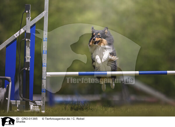 Sheltie / CRO-01385