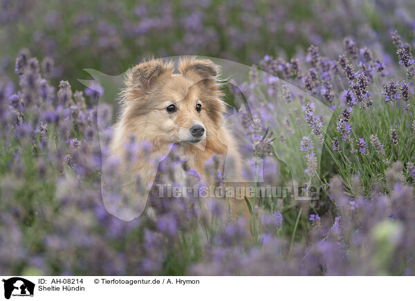 Sheltie Hndin / female Sheltie / AH-08214