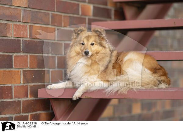 Sheltie Hndin / female Sheltie / AH-08218