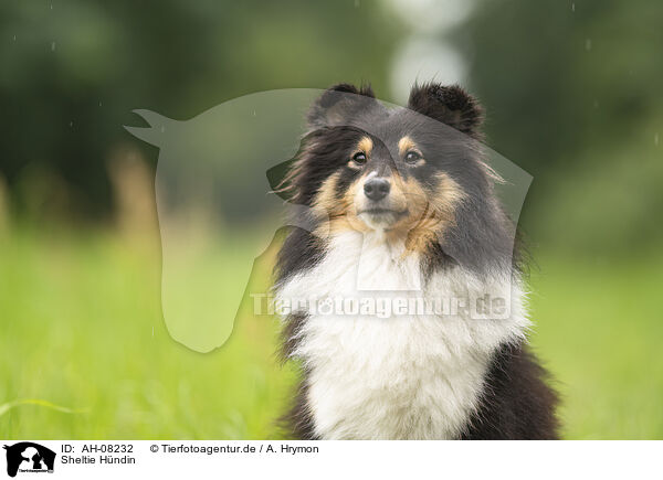 Sheltie Hndin / female Sheltie / AH-08232