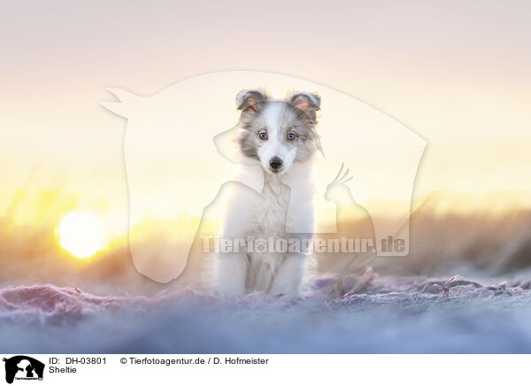 Sheltie / Sheltie / DH-03801